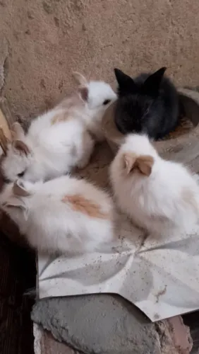 Coelhos mini lion