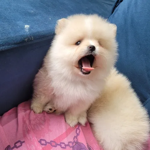 Spitz Alemão macho Lulu da Pomerânia Pedigree CBKC 12 sem juros envio grátis