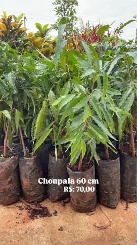 Mudas de Choupala 60 cm