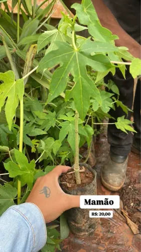 Mudas de Mamão Papaya e Formosa 