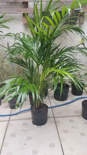 Palmeira Areca
