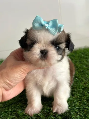 Shihtzu menina de pelagem tricolor.