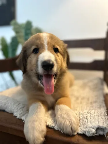 Filhote - Collie/Ovelheiro - macho