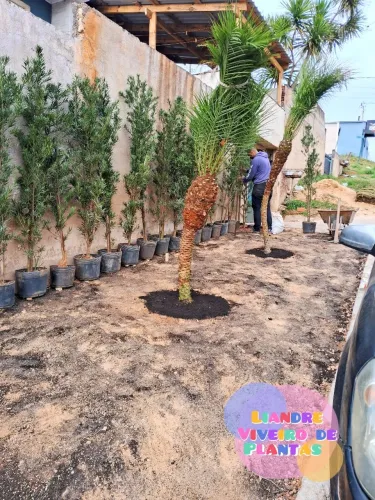 Promoção Podocarpus Cerca Viva 1,80m