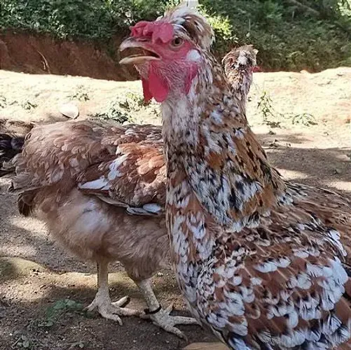 Galo Galinha Pintinhos Sertaneja Balão