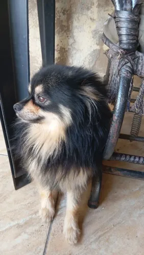 Vende se Lulu da Pomerânia 