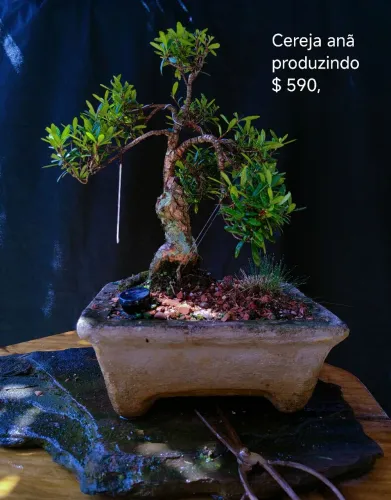 Bonsai cereja anã