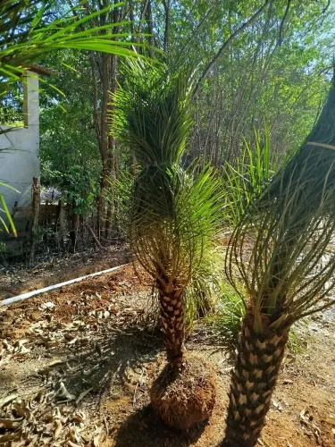 Mudas de Palmeira: Beleza e Elegância para seu Jardim!