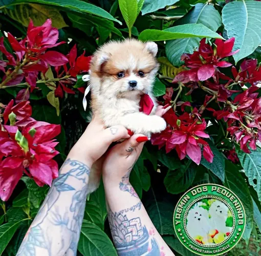 Filhote de Spitz Alemão Promoção muito Lindo 