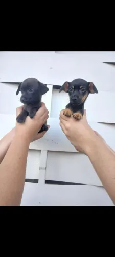 Pinscher fêmeas 01 com 2 meses valor 500 reais cada.