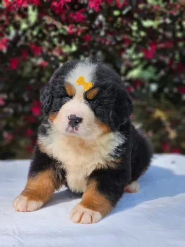 Bernese Mountain Dog | Excelente Genética 