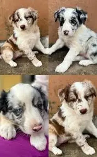 border collies ,inteli/gentes