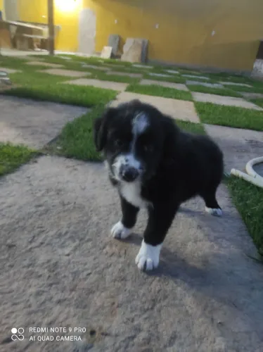 Filhotes de border Colliee