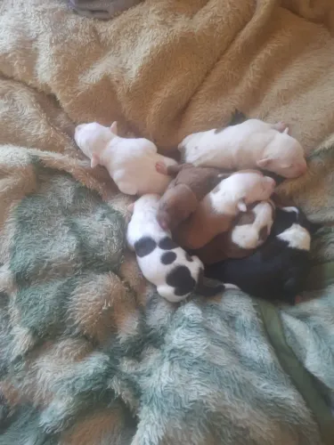 Vendo filhote de Pit Bull