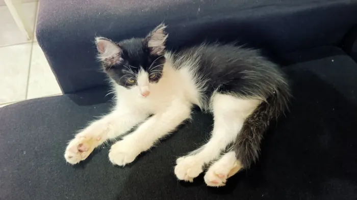 Doação de um Gato Angorá 