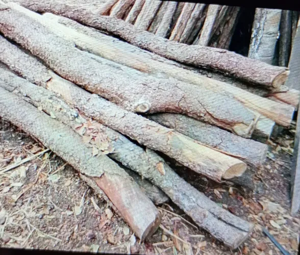 200 estacas de unha de gato