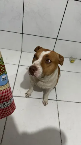 Pit bull Femea DOAÇÃO 