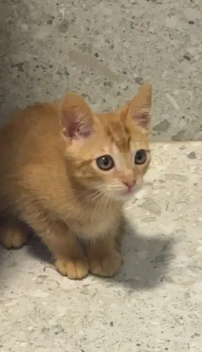 Doação de gatinho macho