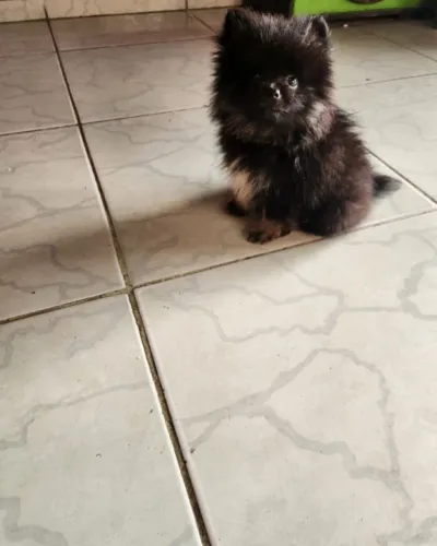Spitz Alemão(lulu da Pomerânia)