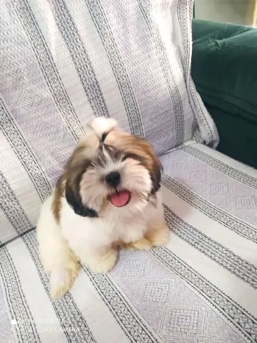 Vendo filhote de cachorro da raça shih Tzu vai fazer 3 meses e a 5 valor 750