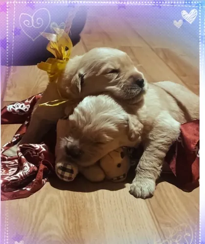 Filhotes de Golden Retrivier