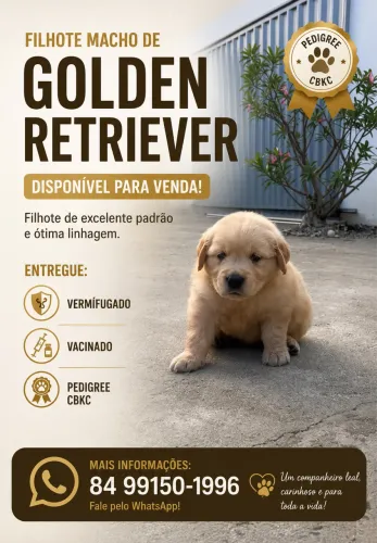 Golden retriever 