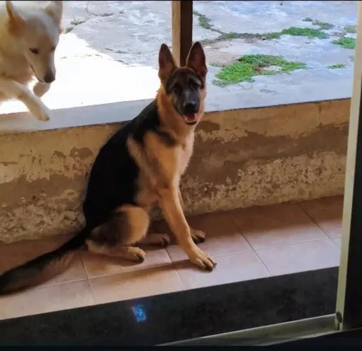 Pastor Alemão Macho,apenas 8 meses
