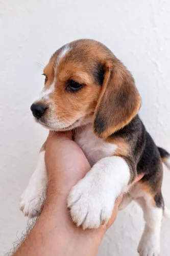 Filhote beagles