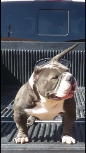 Pocket americam Bully++ pedigree grátis e parcelo até 18x 