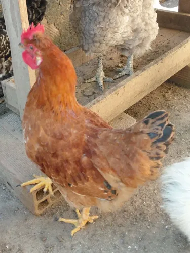 Frango mestiço