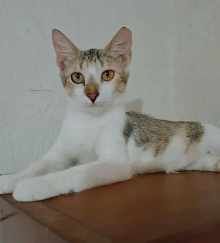 Gatinhas Castradas!
