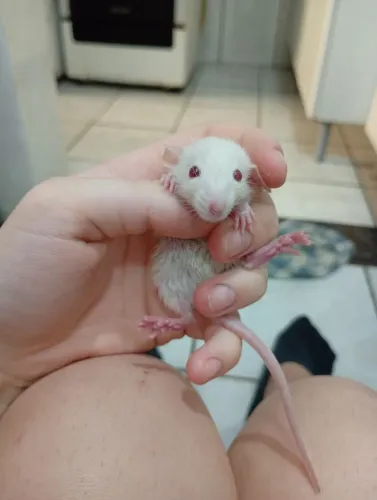 Ratos Twister domésticos filhotes fêmeas