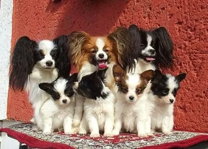 Papillon Filhotes 