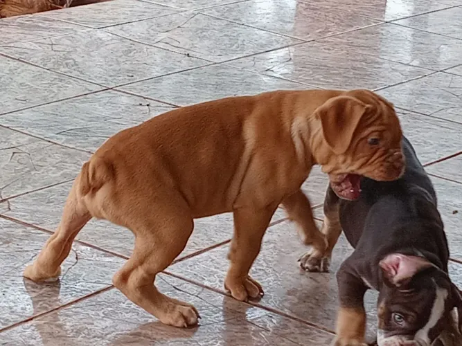 BULLDOG CAMPEIRO SOMENTE MACHOS DISPONIVEIS