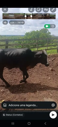 Vacas prenhas e 1 parida 