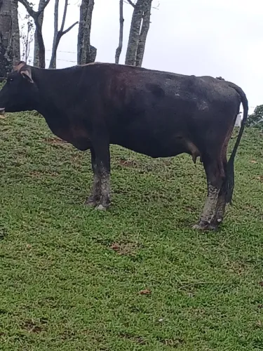 Vaca muito mansa