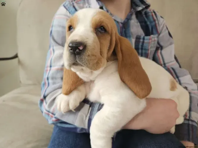 Basset Hound orelhudo - filhote irresistível