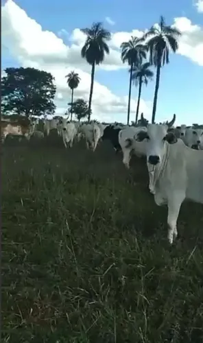Fazenda à Venda | Região de Parnaíba/PI | 106 Alqueires