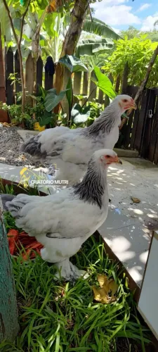 Casal de Brahma light 