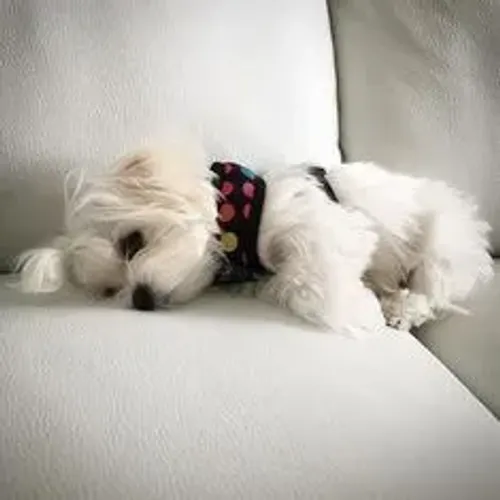 Maltês Cachorrinho esperando por alguém especial e amoroso