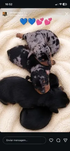 Filhote de basset dachshund