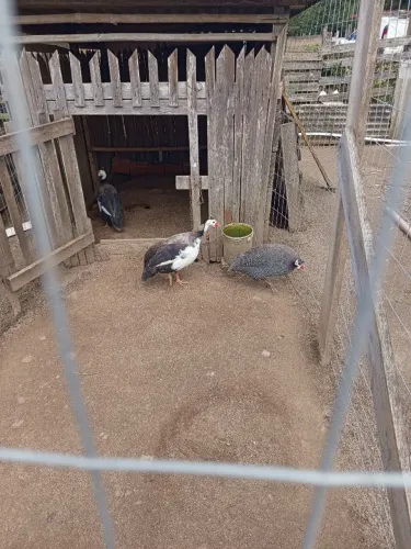 Animais de estimação