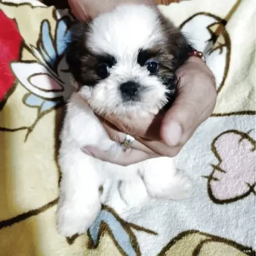 Filhotes de Shih Tzu/ Shitzu pequenos e mansinhos vacinados macho e fêmea com garantias SP