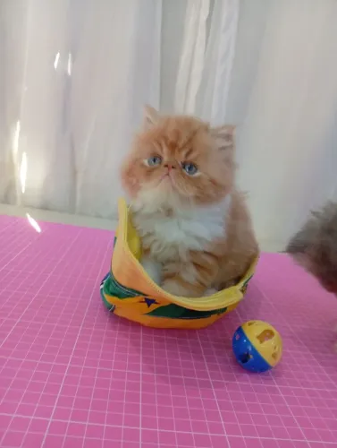 Gata persa laranja com branco 