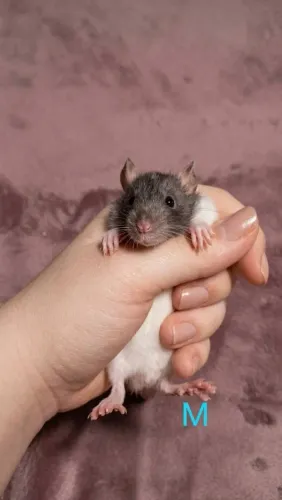 Vendo twister/ratinho