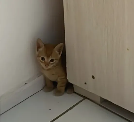 Adoção de gatinho 