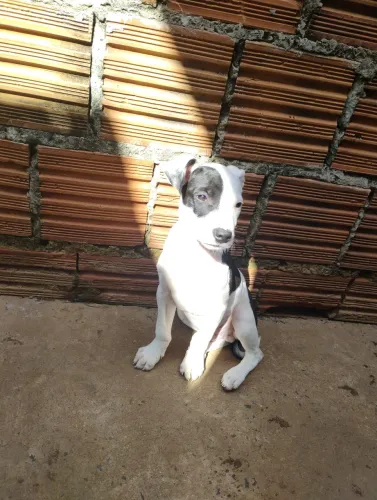 Doação Filhote de Pit bull