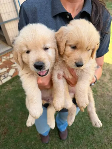Golden retriever - Filhotes pronta entrega