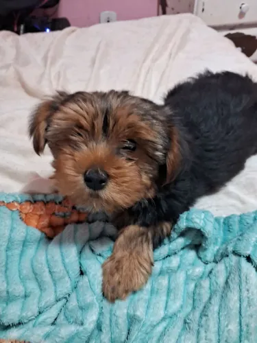 Yorkshire terrie fêmea com 2 meses