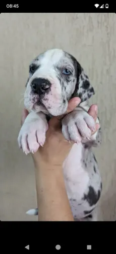 Filhotes de Dogue Alemão Europeu 